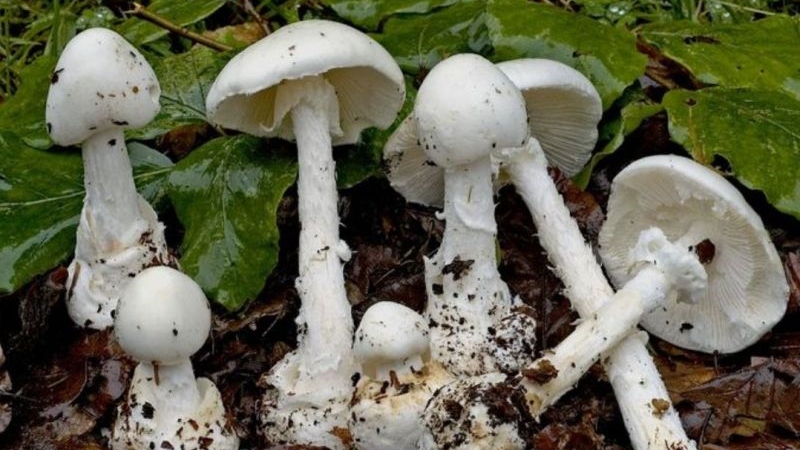 مصرف قارچ‌های وحشی در طبیعت خطرناک است