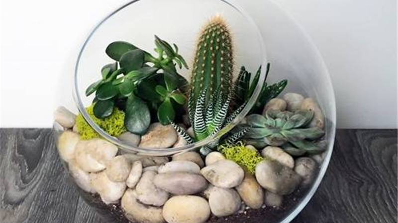 تراریوم روشی برای نگهداری از گیاه در آپارتمان