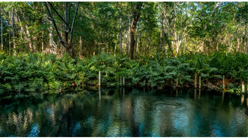 جنگل های حرا عسلویه از کشفیات ابن سیناست؟