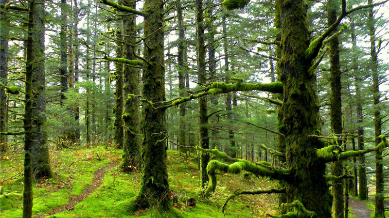 درخت بیشتر؛ جرم و جنایت کمتر 