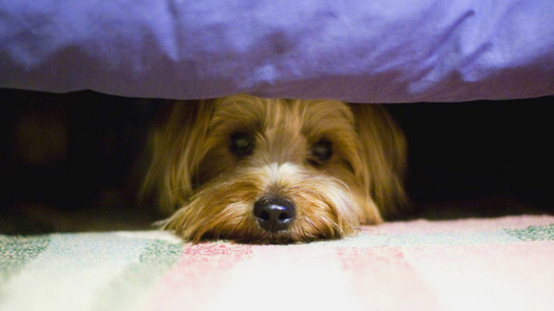 رفتار انسان‌ها با حیوانات رشد اجتماعی جامعه را نشان می‌دهد