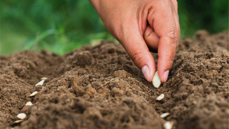 بذر هیبریدی چیست و چطور تولید می‌شود