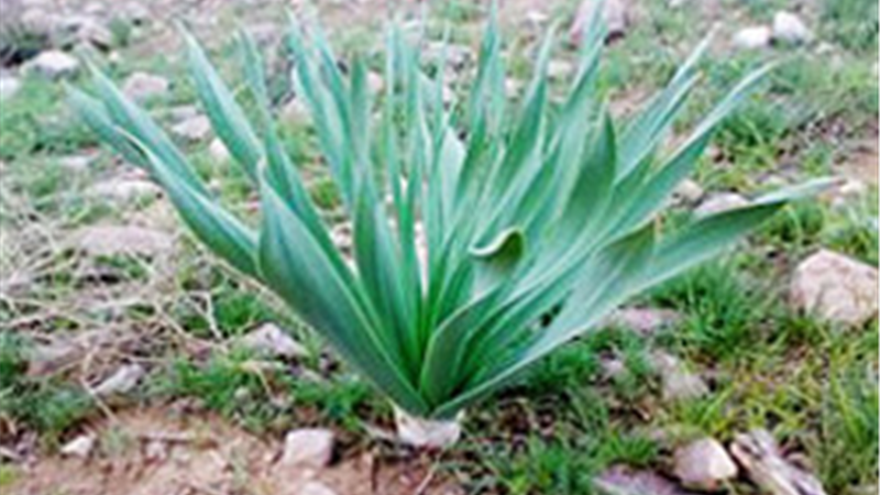 گیاه والک یا سیرجنگی چیست و چه خواصی دارد