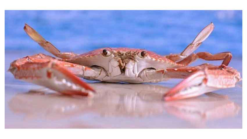 خواص روغن خرچنگ و تاثیر آن بر پوست چیست