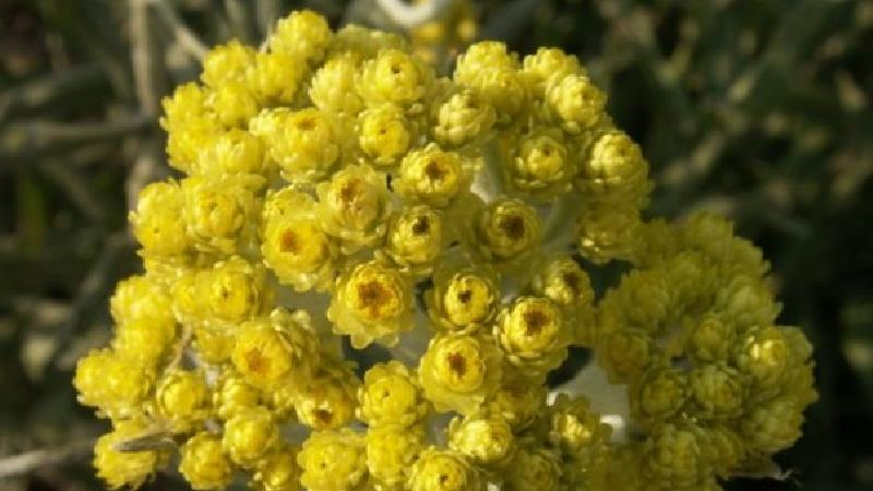 همه آنچه درباره خارگوش  یا افسنتین و خواص آن باید بدانید