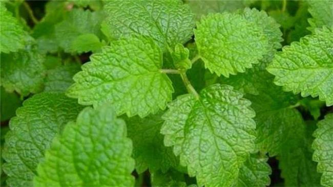 بادرنجبویه چیست و چه خواصی دارد