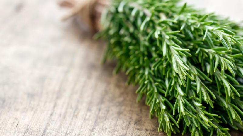 خواص رزماری  از کمک به رشد مو تا درمان انواع سرطان