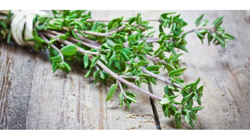 خواص حیرت آور گیاه آویشن در سلامت بدن