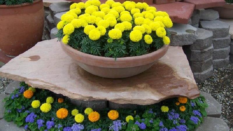 چه گل ها و سبزیجاتی در پاییز می توانیم بکاریم؟