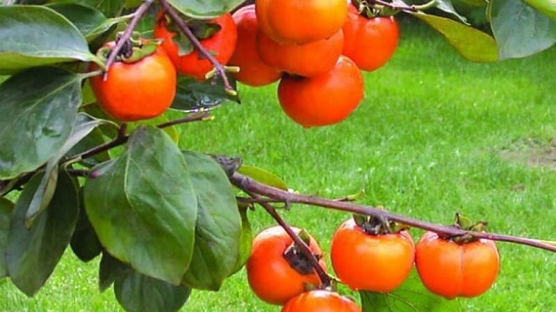 خواص حیرت انگیز خرمالو و نحوه تشخیص خرمالوی رسیده و خوشمزه