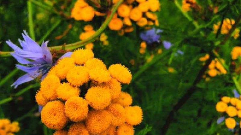 خواص بومادران چیست ؛ از تاثیر بومادران روی لاغری تا کیست تخمدان