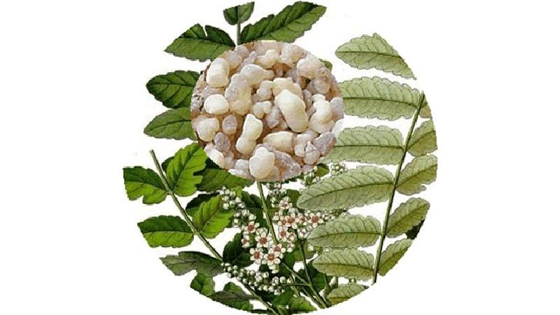 خواص شگفت انگیز کندر و نحوه مصرف آن چیست