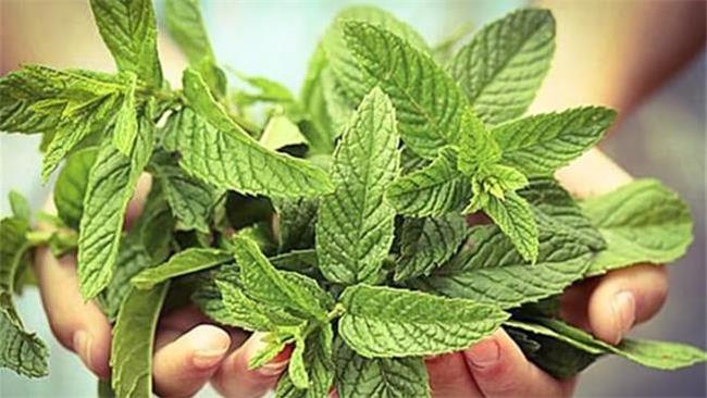 خواص حیرت انگیز پونه؛ از درمان عفونت تا لاغری