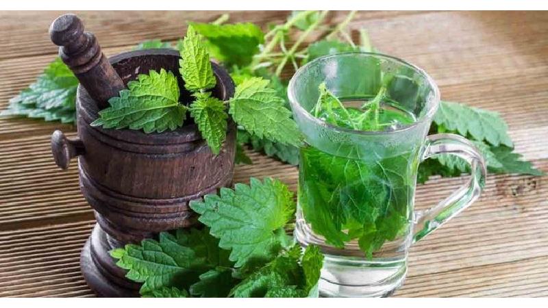 خواص باورنکردنی  گزنه؛ از بالا بردن میل جنسی تا درمان دیابت