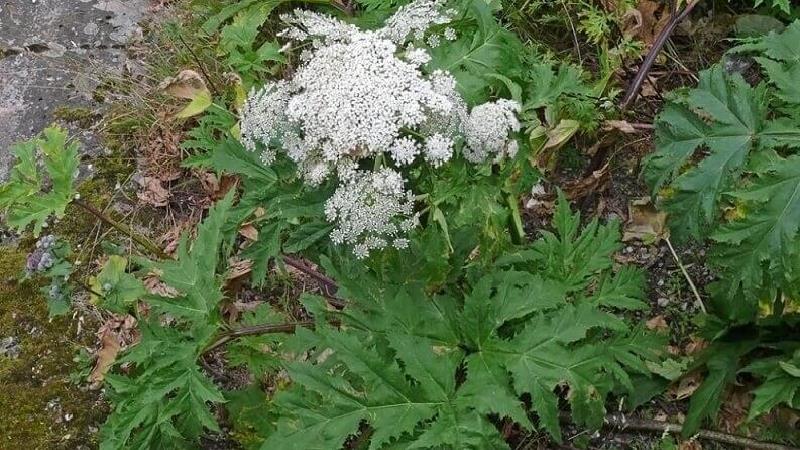 گلپرچه خواصی فوق العاده و عالی برای بدن دارد