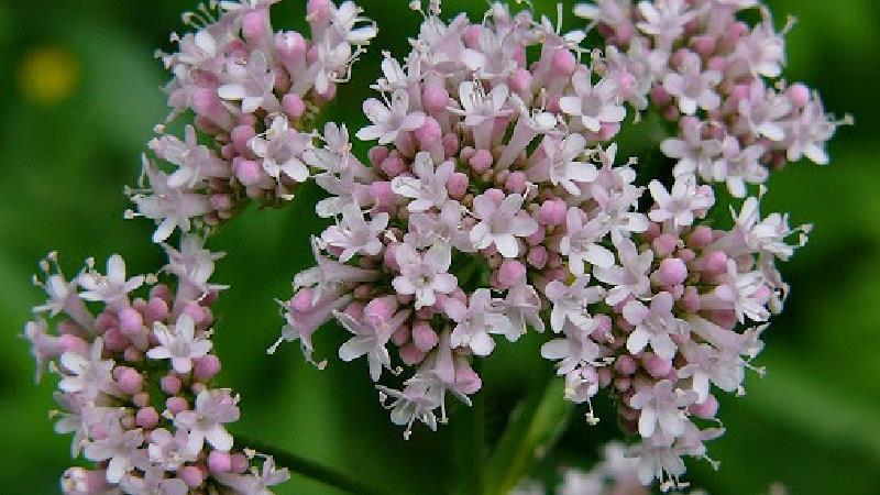 خواص اعجاب‌ انگیز سنبل الطیب ؛ از کاهش اضطراب تا درمان درد قاعدگی