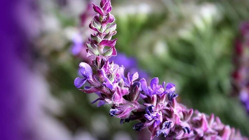 خواص حیرت آور گیاه مریم گلی، از پیگیری از سرطان تا کمک به جوانسازی پوست