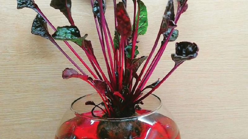 طرز درست کردن سبزه لبو  و سبزه مینیاتوری بسیار زیبا و شیک برای عید