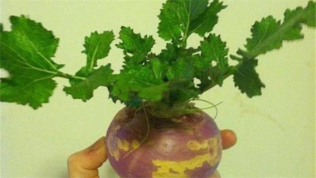 طرز تهیه سبزه هویج و سبزه شلغم