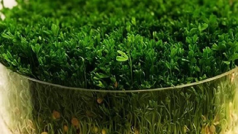 طرز تهیه سبزه عدس پربار و زیبا