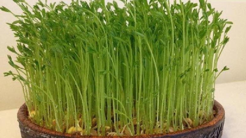 چطوری سبزه فوری درست کنیم