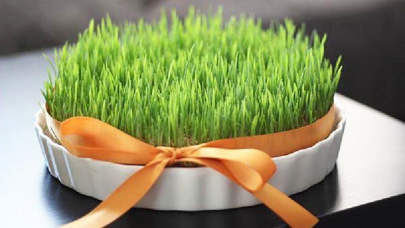 طرز تهیه سبزه گندم پرپشت و زیبا برای سفره هفت سین