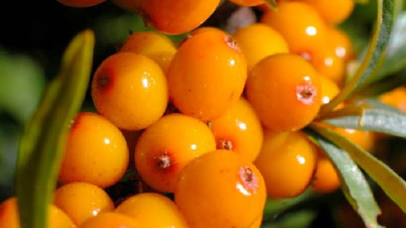 همه خواص میوه کنار ؛ از لاغری تا فواید معجزه گر برای پوست