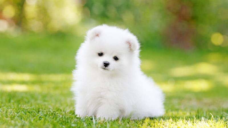 کیوت یعنی چه و به چه کسانی کیوت گفته می شود