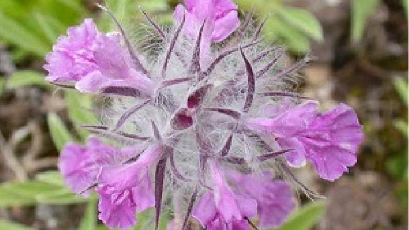 خواص چای کوهی و مضرات چای کوهی چیست