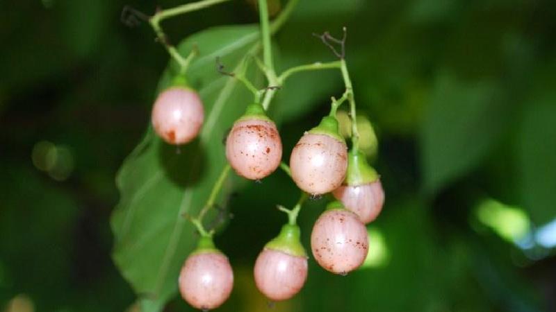 سه پستان چیست و چطور استفاده می شود