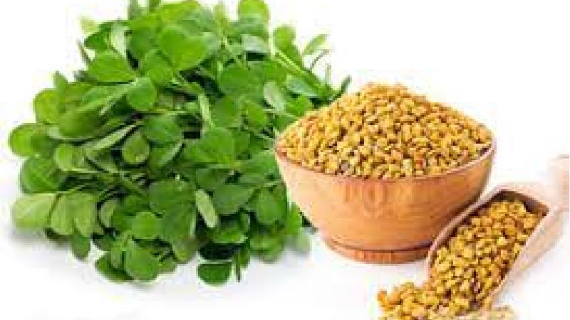 مضرات و خواص تخم شنبلیله ؛ از زیبایی پوست و مو تا درمان بیماری رحم و تخمدان