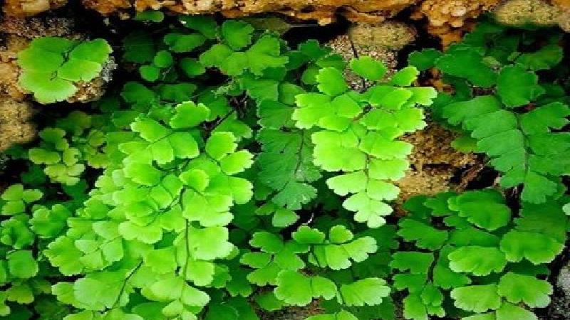 همه خواص گیاه پرسیاوشان از درمان کرونا تا یرقان