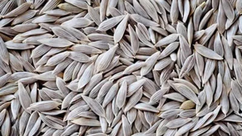 چرا مردان نباید تخم کاهو مصرف کنند