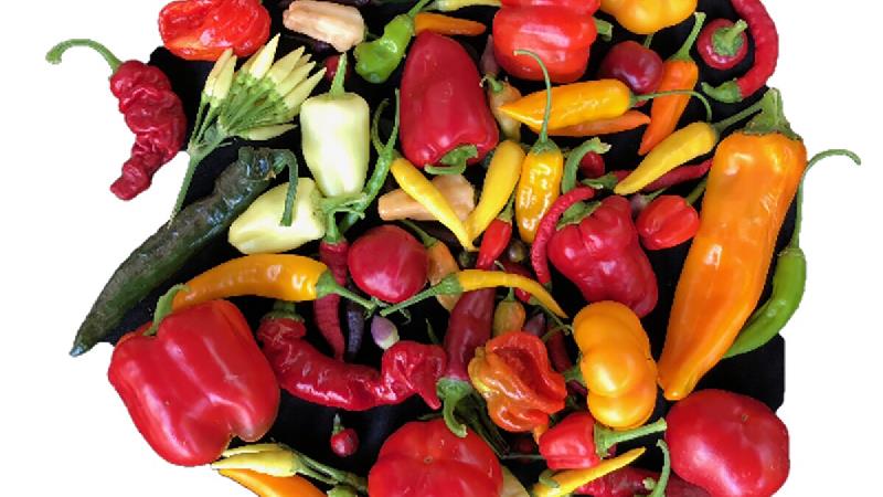 خواص و مضرات فلفل شیرین ؛ کمک به لاغری و رشد مو