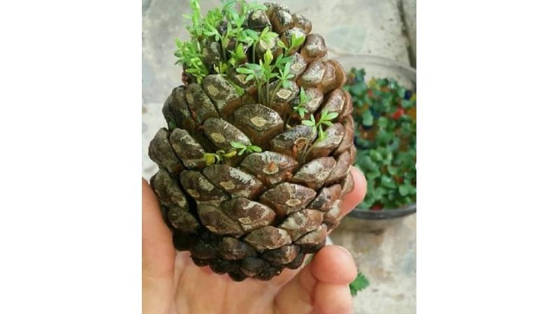 آموزش کاشت سبزه در کاج مرحله به مرحله