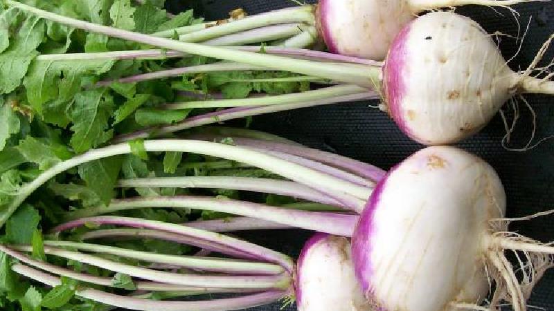 خواص شگفت انگیز شلغم