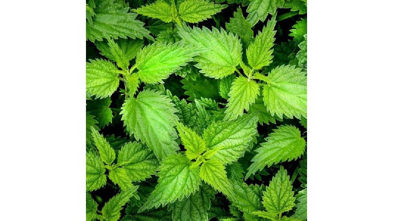 گزنه برای چی خوبه و چطوری بخوریم