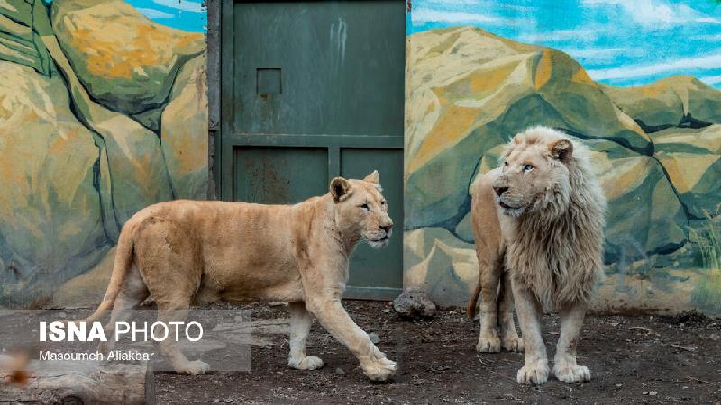 ببینید؛ توله شیرها و پدرو مادرشان در باغ وحش کرج