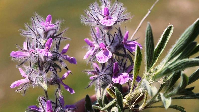 مضرات چای کوهی چیست