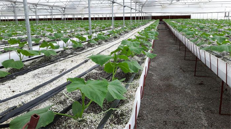 بذر تراریخته