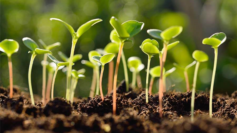 بذر هیبریدی چیست