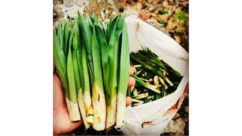 والک یا سیرجنگلی