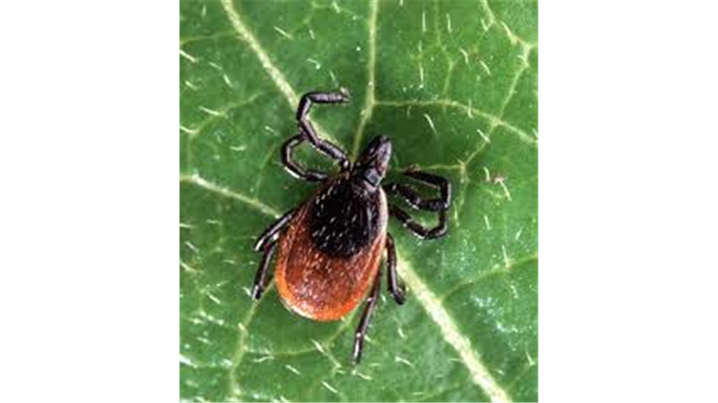 کنه عامل بیماری لایم