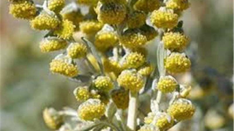 خواص خارگوش