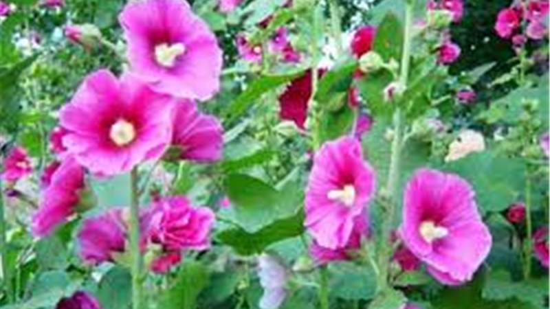 درمان ریزش مو با گل ختمی