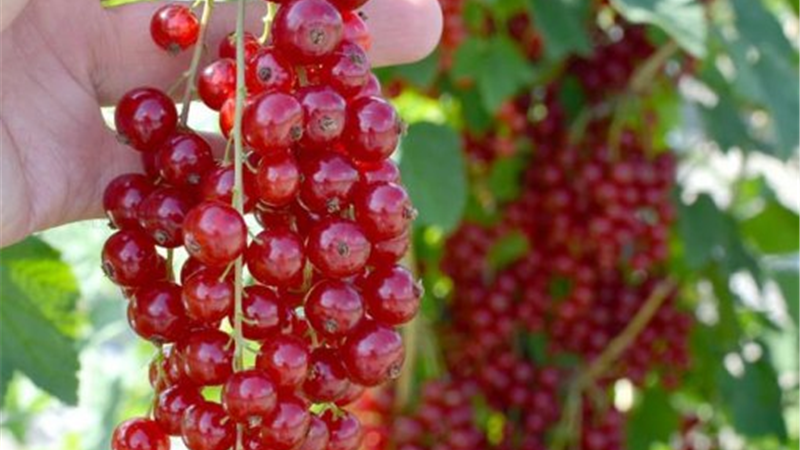 انگور فرنگی و ریزش مو