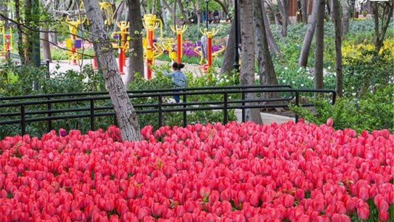 باغچه لاله در باغ ایرانی