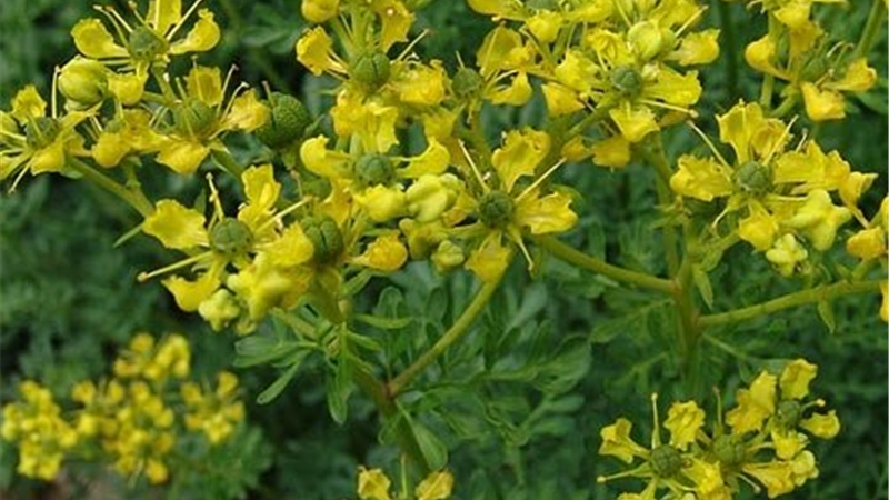 عوارض گیاه سداب