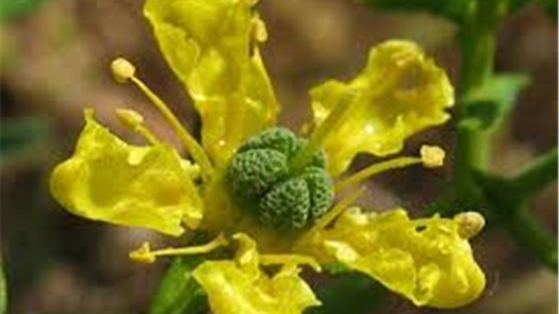 گیاه سداب چیست