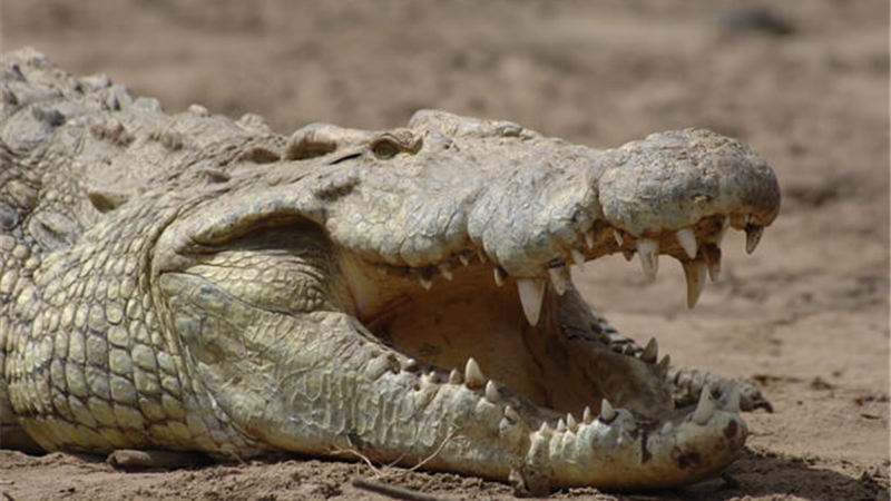 پارک سرنگتی در تانزانیا